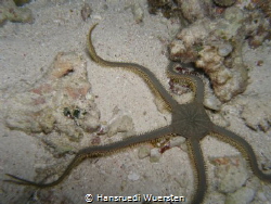 Thorny snake star by Hansruedi Wuersten 